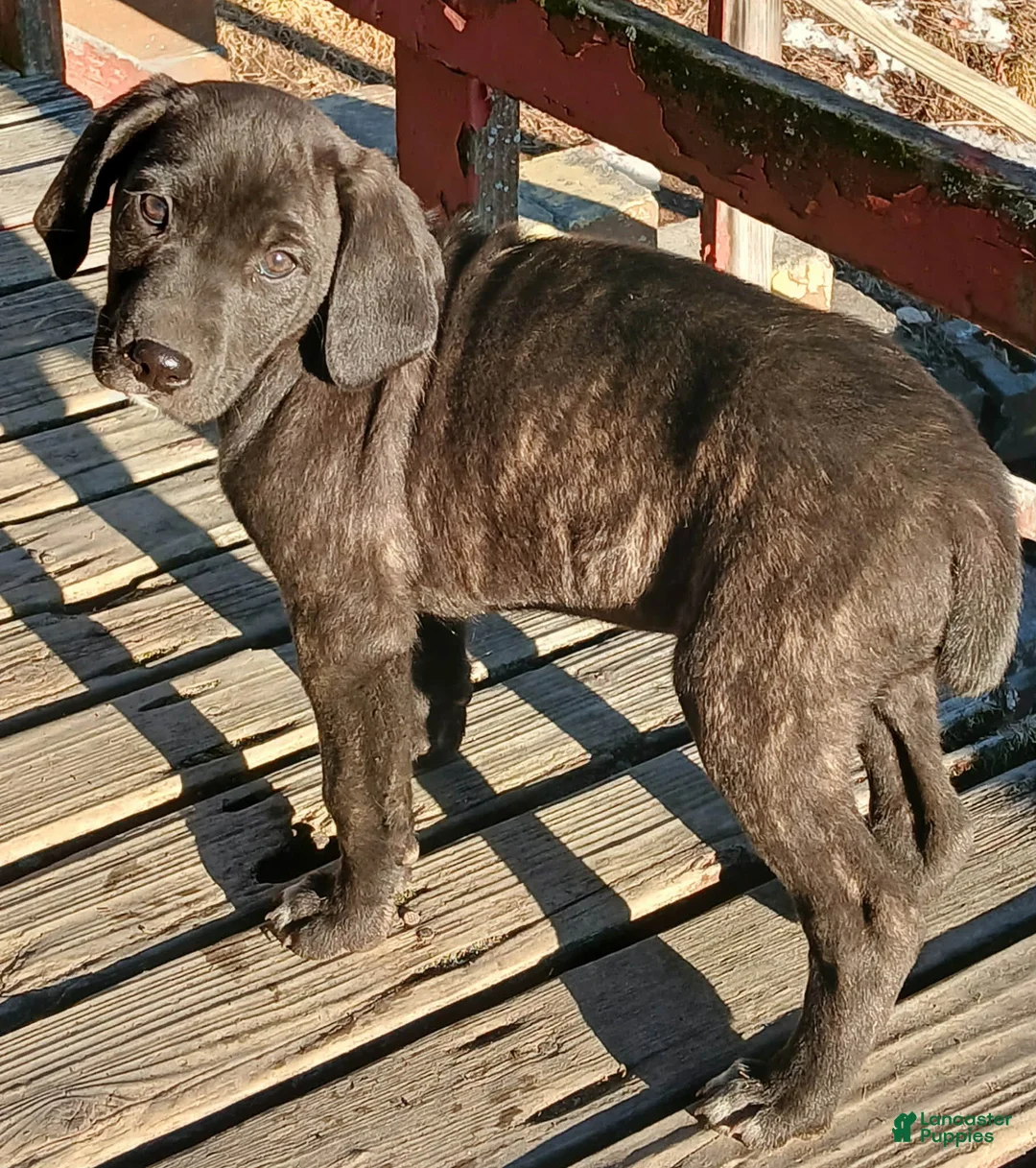 Mountain Cur dogs for sale: Mountain Cur Puppy 4 - Ad 1