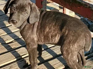 Mountain Cur dogs Mountain Cur Puppy 6 - Ad 1