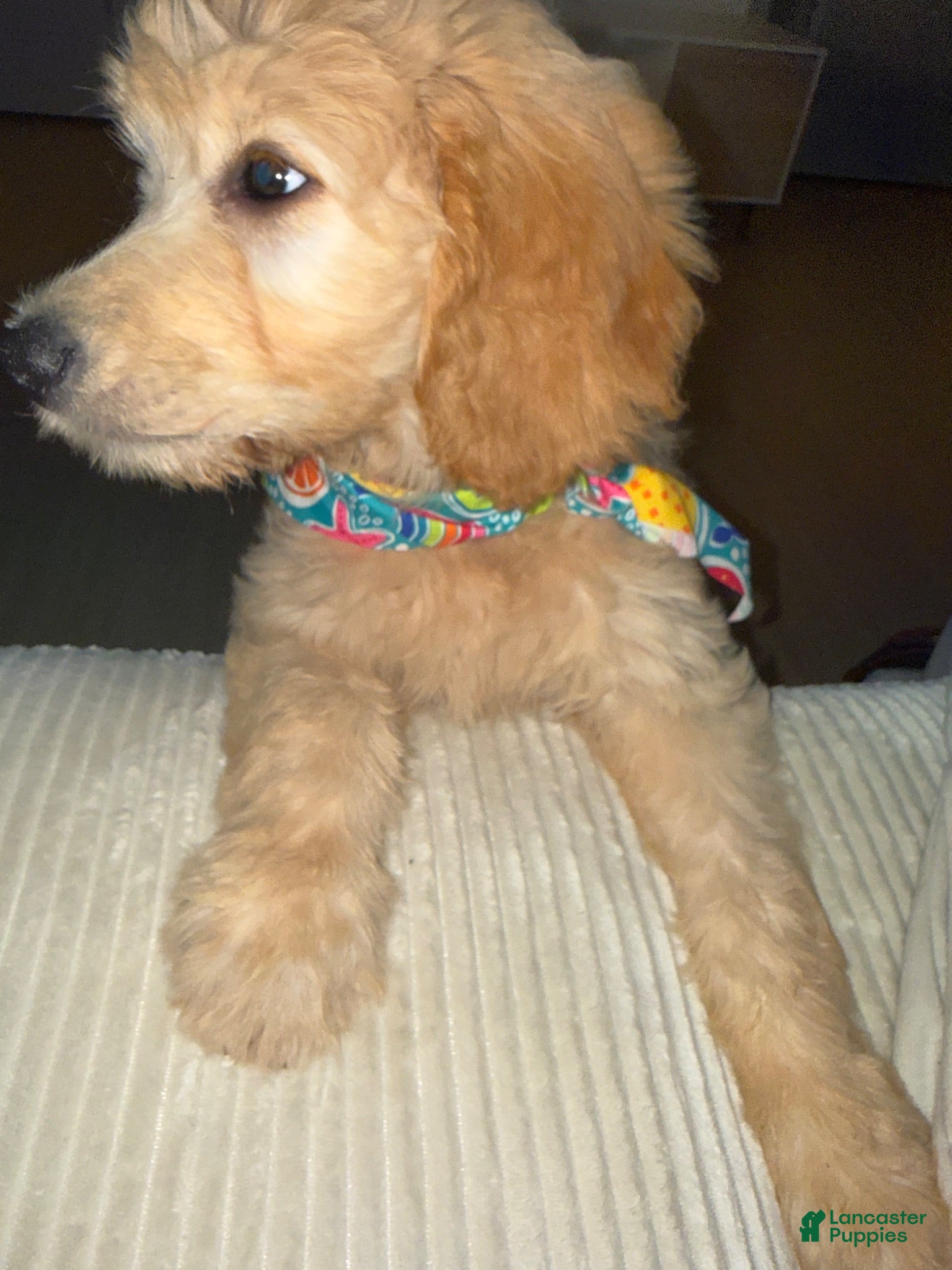 Goldendoodle dogs Goldendoodle 1 - Ad 32