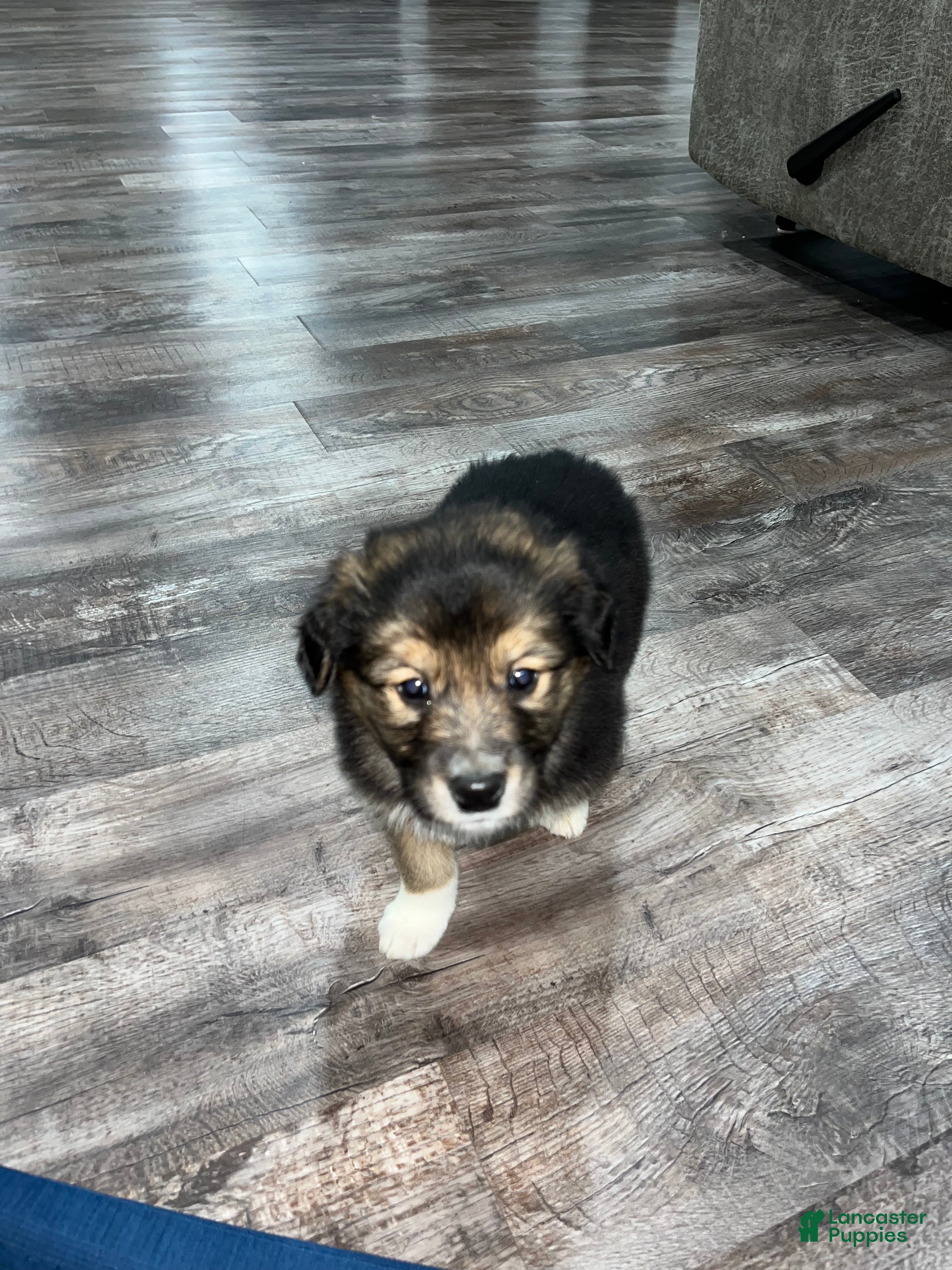 Mixed Breed dogs Gus🩵 - Ad 36