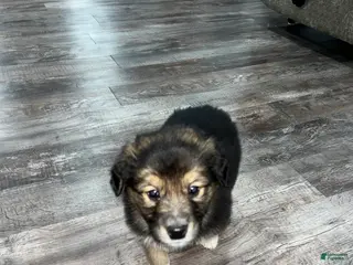 Mixed Breed dogs Gus🩵 - Ad 36