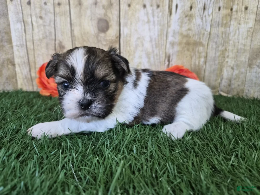 Shorkie dogs for sale: Bronco - Ad 5