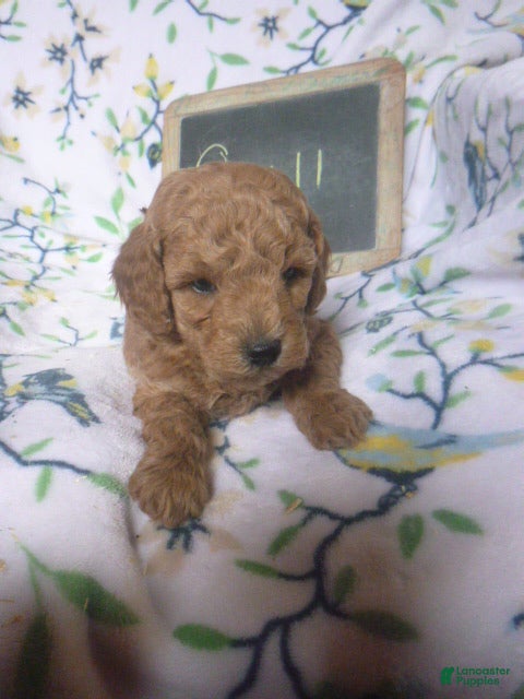 Miniature Poodle dogs for sale: Quill - Ad 2