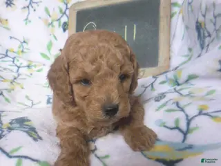 Miniature Poodle dogs for sale: Quill - Ad 2