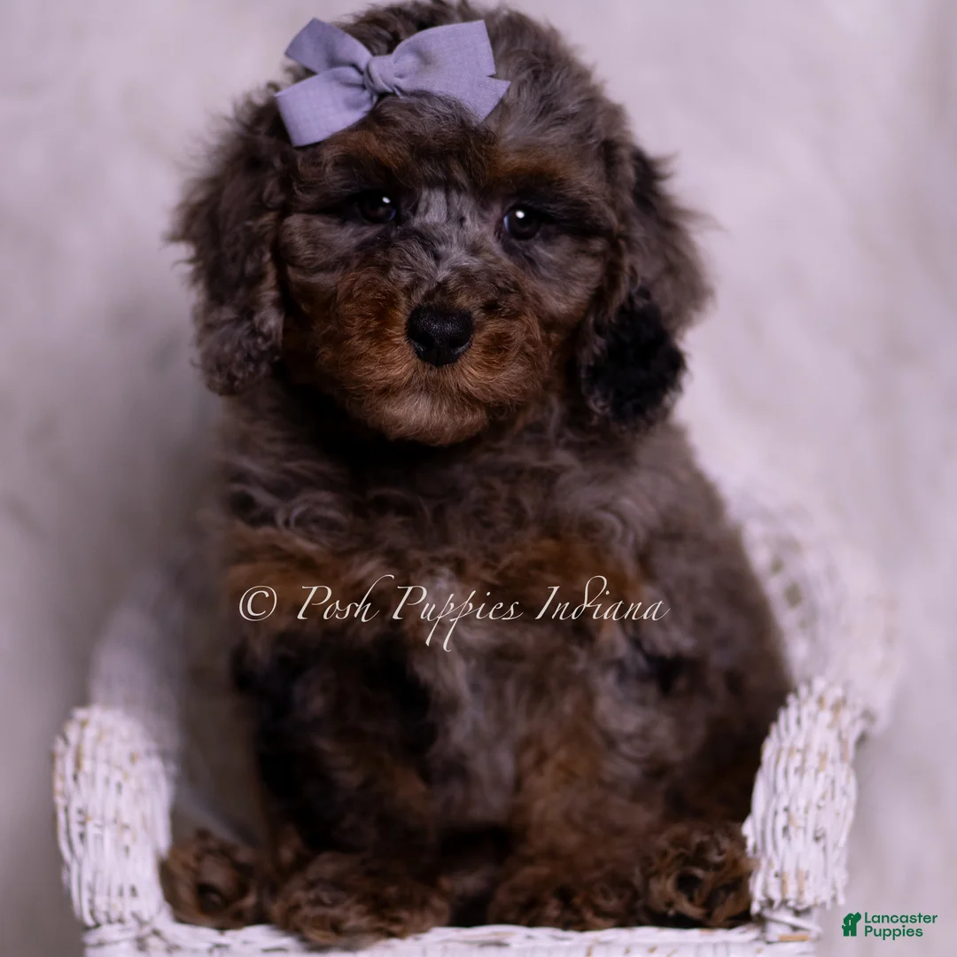 Miniature Poodle dogs for sale: Arianna - Ad 2