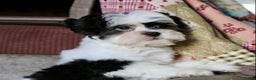Shihpoo dogs for sale: Oliver - Ad 7