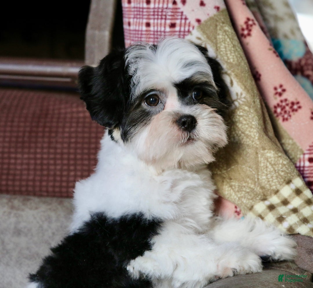 Shihpoo dogs for sale: Oliver - Ad 7