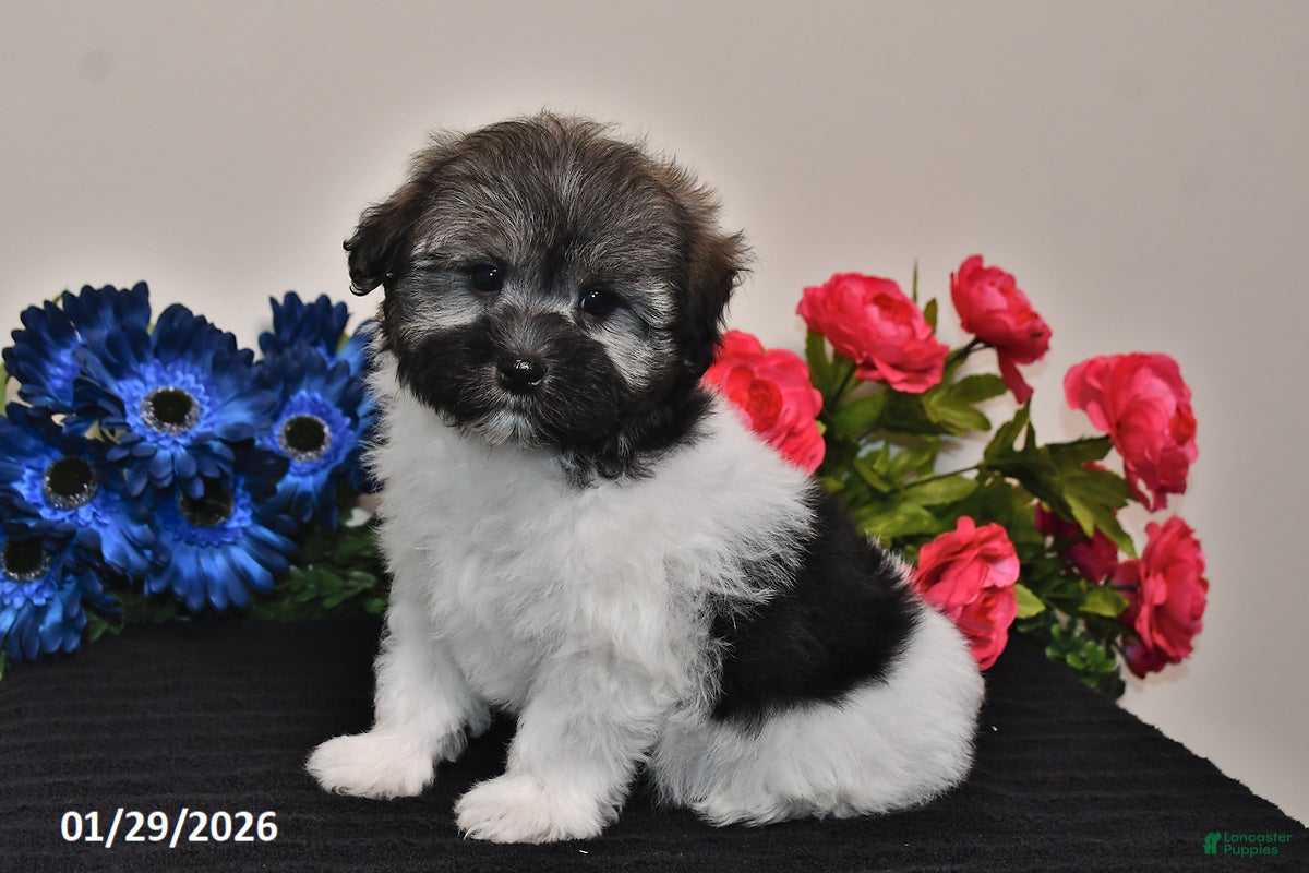 Havanese dogs Tara - Ad 35