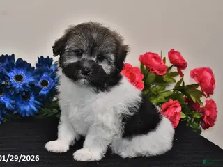 Havanese dogs Tara - Ad 35