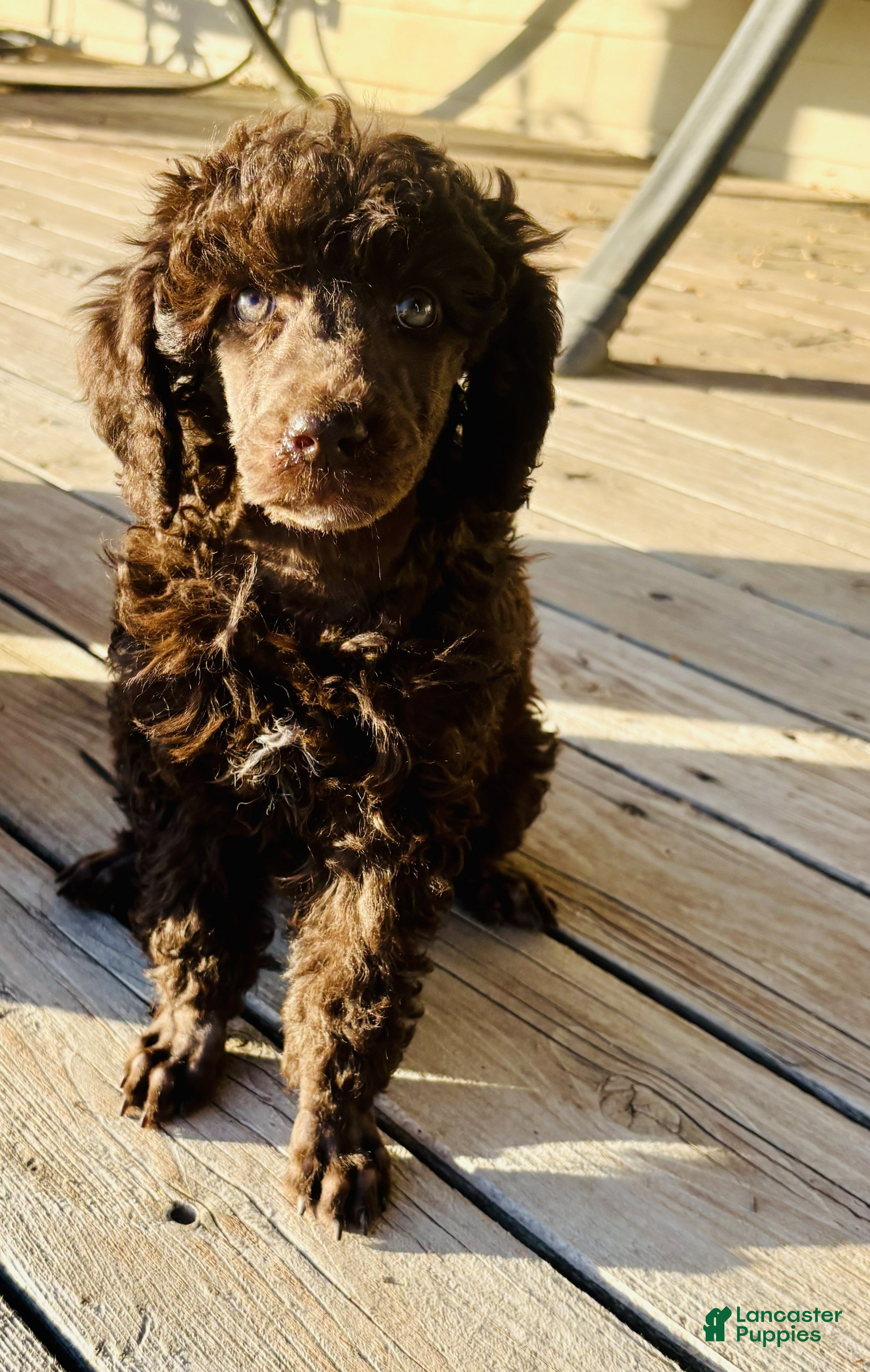 Standard Poodle dogs Standard Poodle 8 Brown with a tiny bit of white - Ad 1