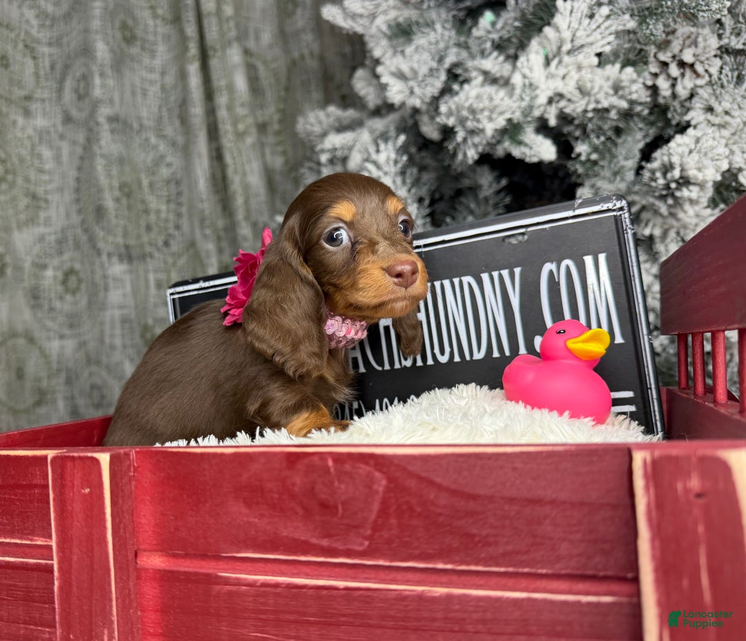 Miniature Dachshund dogs for sale: Ready Xmas eve - Ad 8