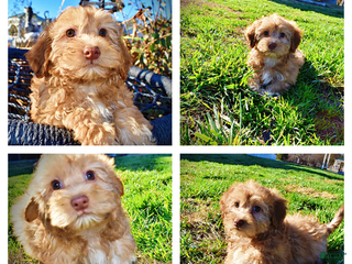 Havapoo dogs Scout - Ad 4