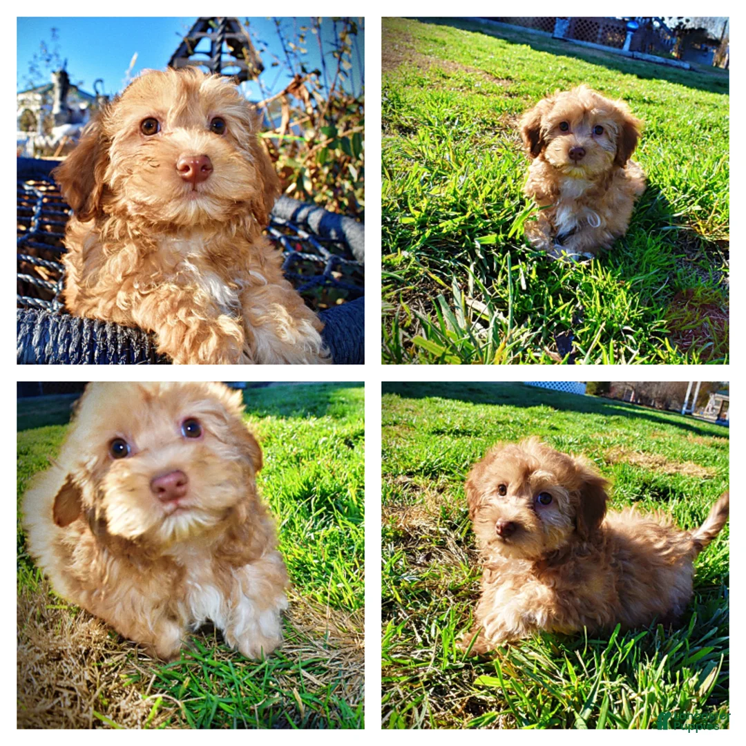 Havapoo dogs for sale: Scout - Ad 2