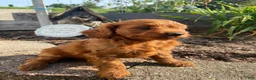 Cavapoo dogs for sale: Jasper - Ad 11