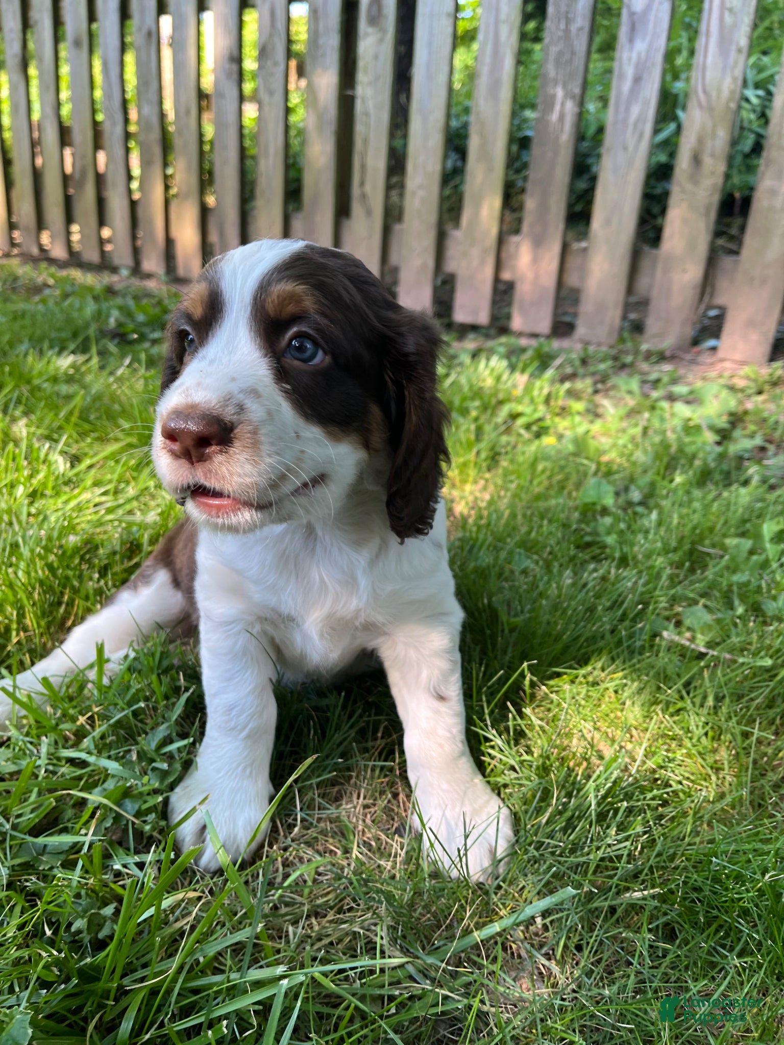 English Springer Spaniel dogs Sugar - Ad 17