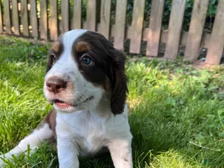 English Springer Spaniel dogs Sugar - Ad 17