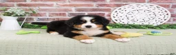 Bernese Mountain Dog dogs for sale: Freedom - Ad 5