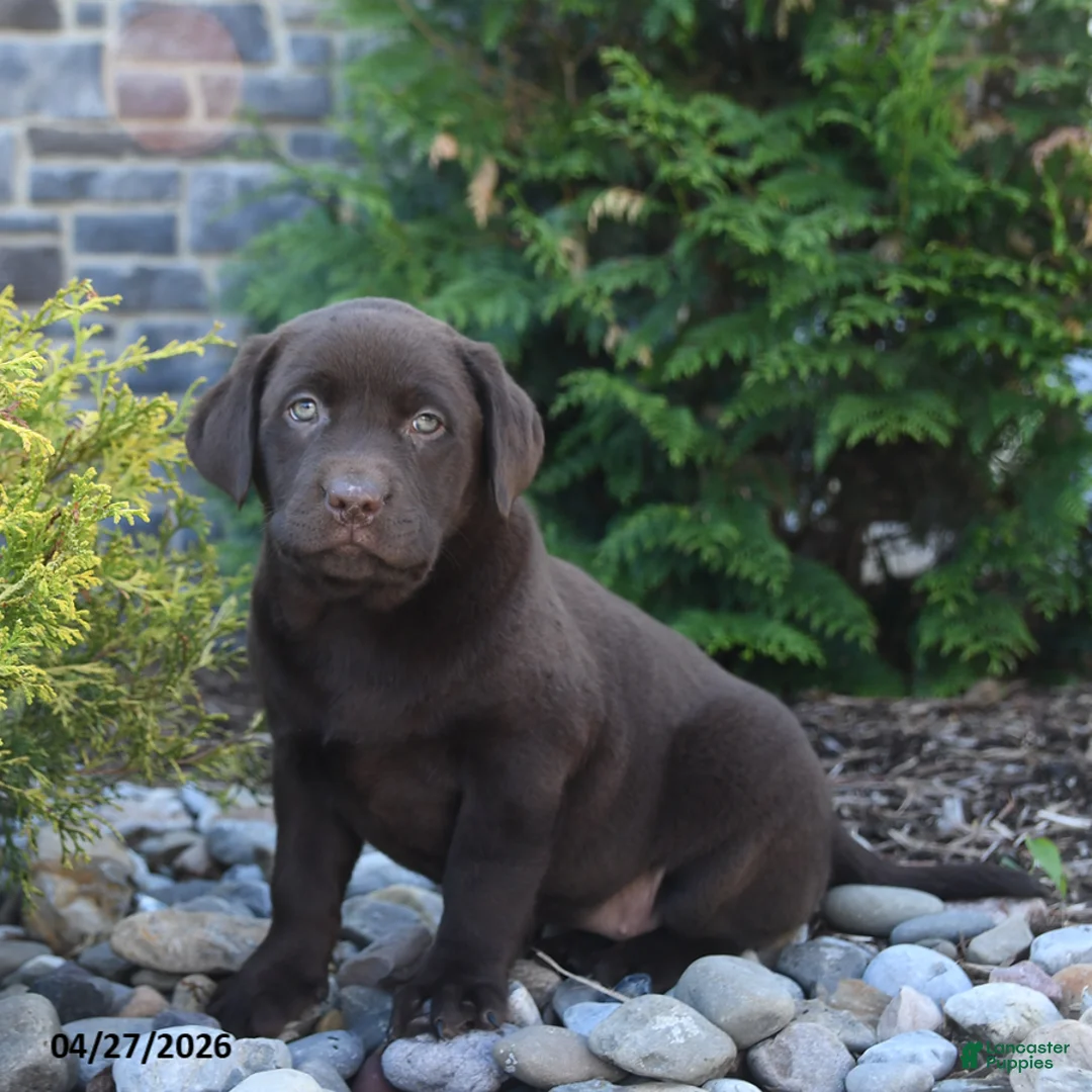 Labrador Retriever dogs for sale: Bella   - Ad 3