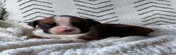 Boxer dogs for sale: Stella - Ad 4