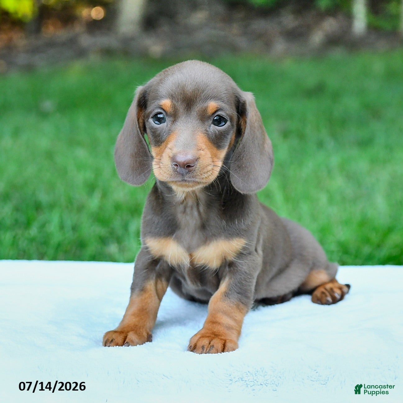 Miniature Dachshund dogs Daria - Ad 2