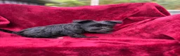 Miniature Schnauzer dogs for sale: Miniature Schnauzer 5 - Ad 2