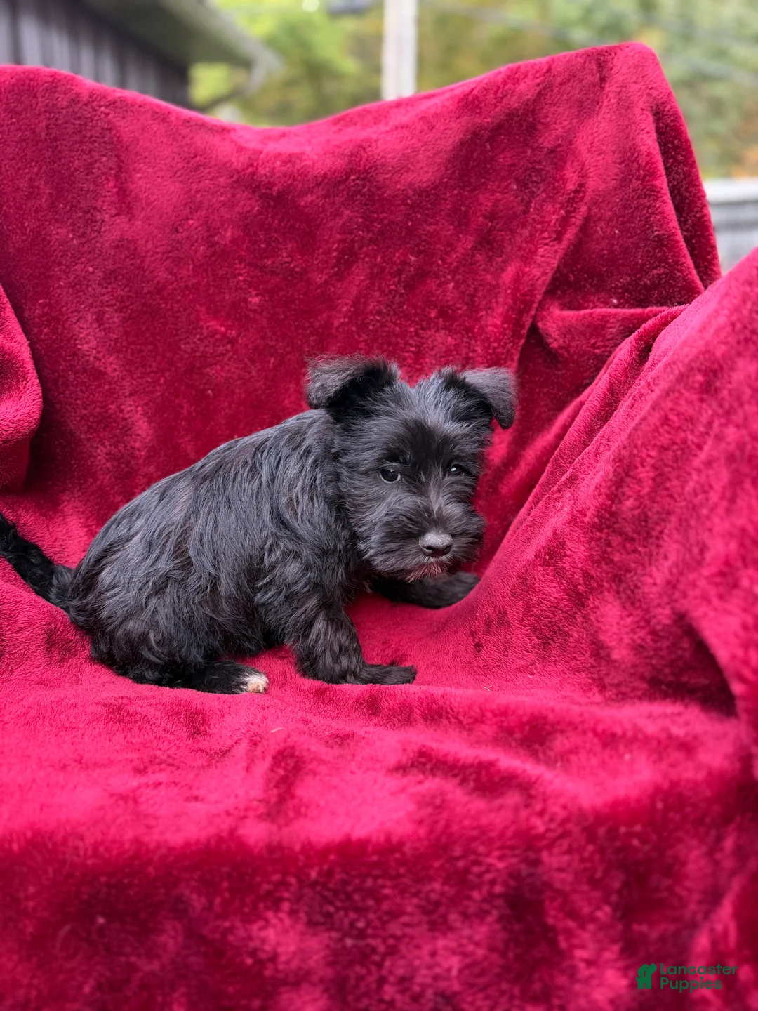 Miniature Schnauzer dogs for sale: Miniature Schnauzer 5 - Ad 2