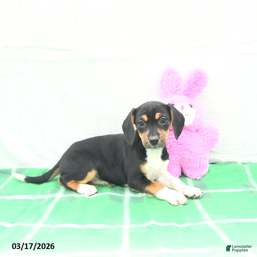Mixed Breed dogs Nixie - Ad 2