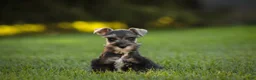 Miniature Schnauzer dogs for sale: Annabelle Miniature Schnauzer  - Ad 4