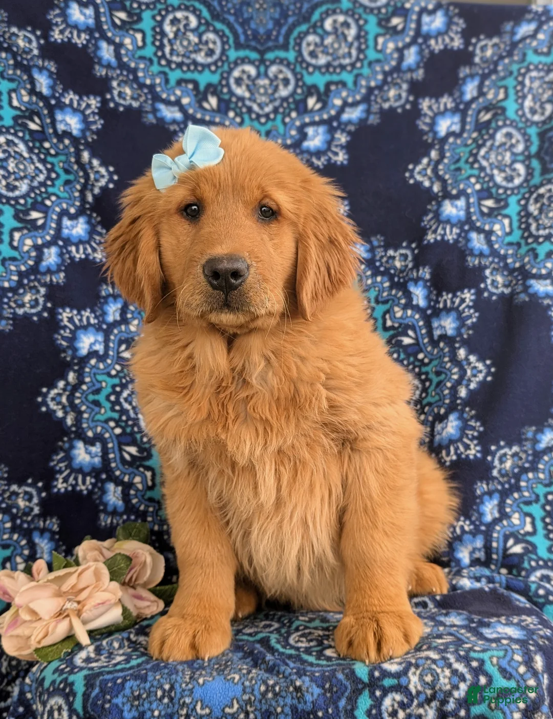 Golden Retriever dogs for sale: Ella - Ad 4