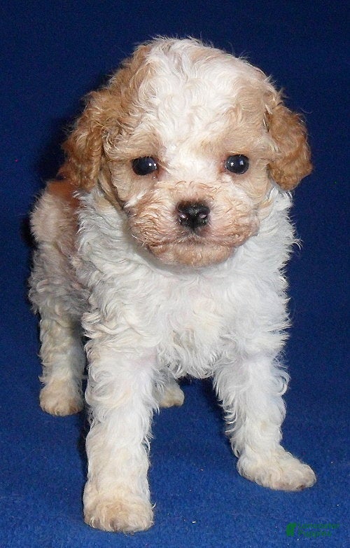 Cockapoo dogs Rudy - Ad 2