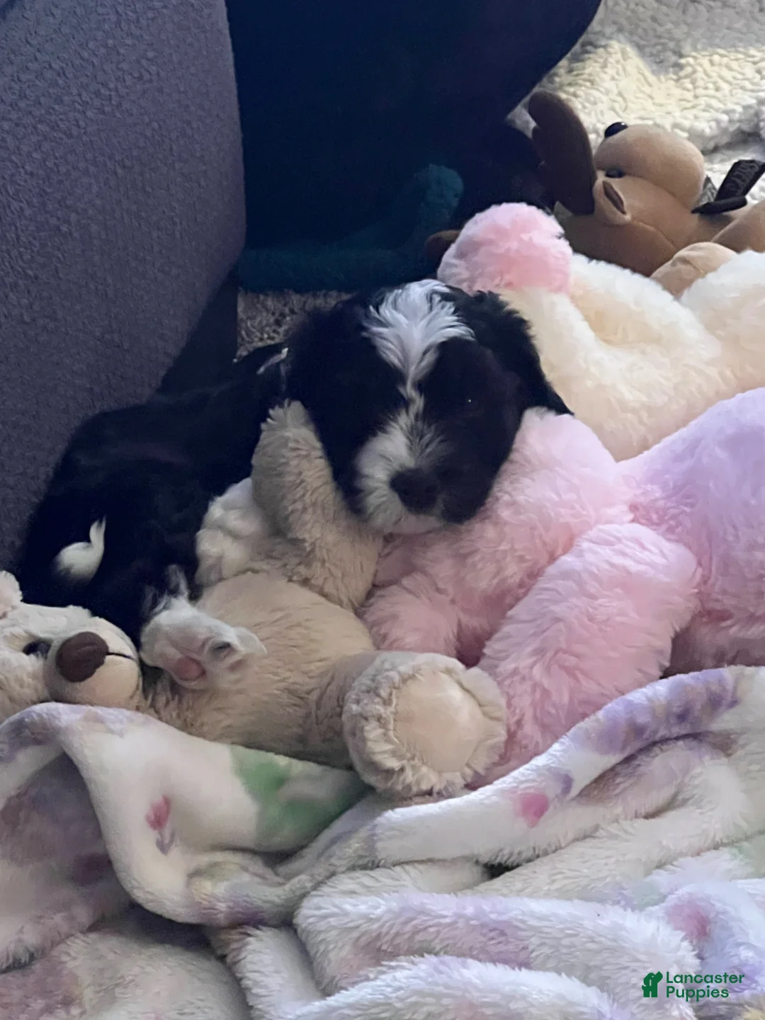 Cavapoo dogs for sale: Cavapoo Puppy 2 - Ad 19