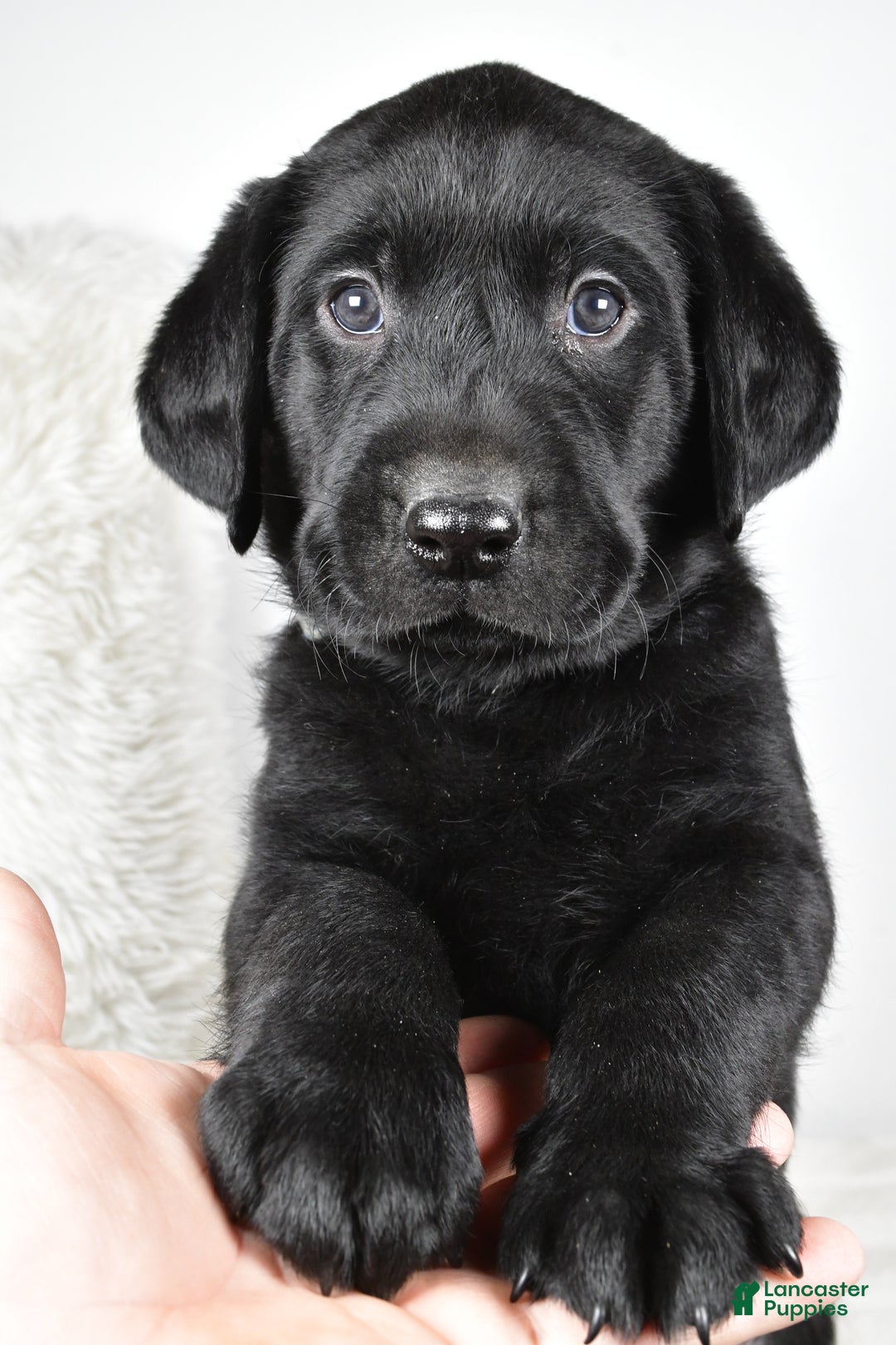 Labrador Retriever dogs for sale: Cooper - Ad 7