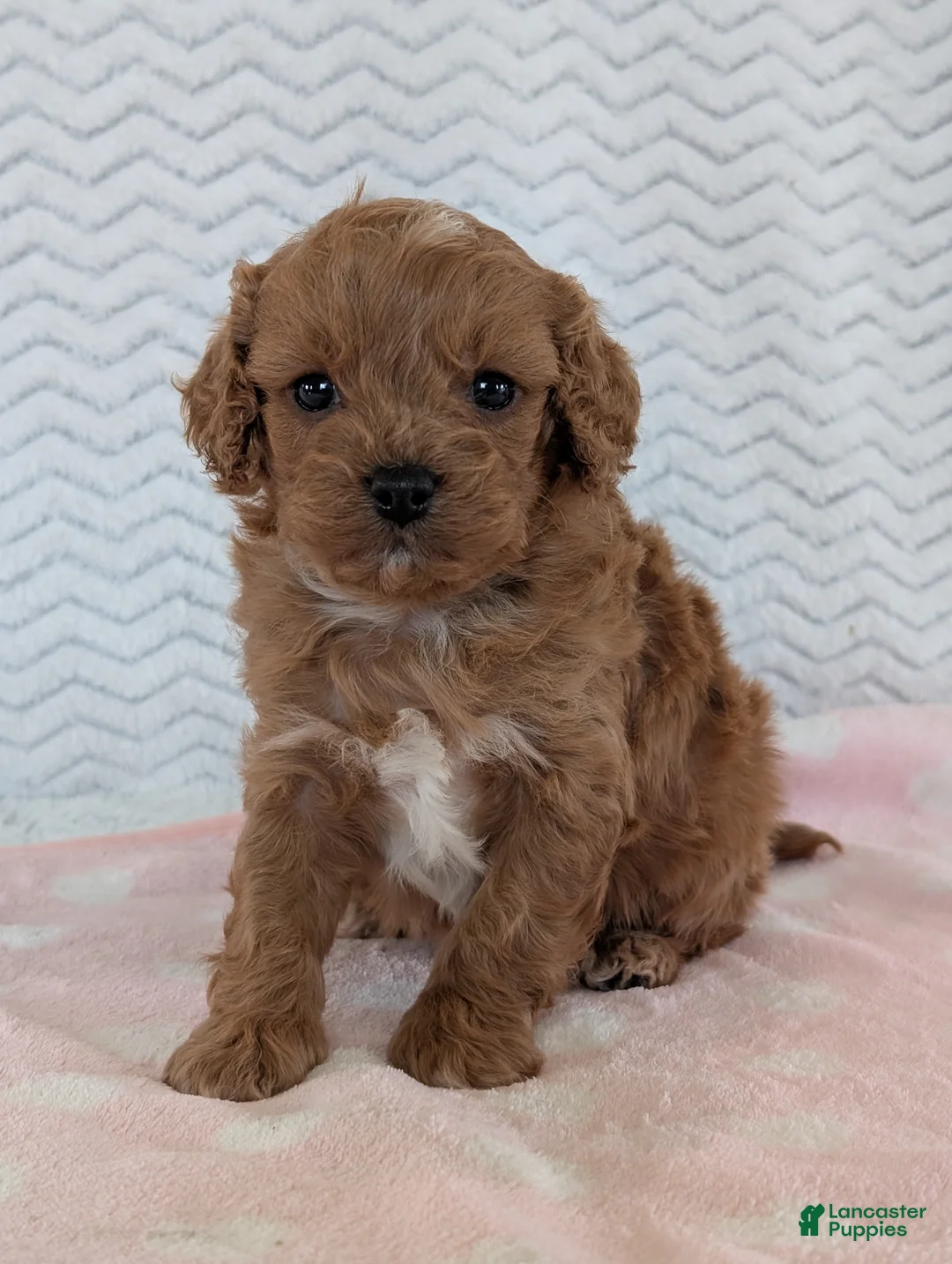 Cavapoo dogs for sale: Ellie - Ad 1