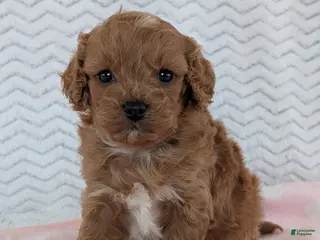 Cavapoo dogs Ellie - Ad 37