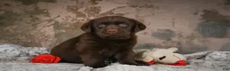 Labrador Retriever dogs for sale: Brooke - Ad 5