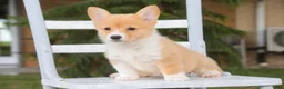 Welsh Corgi Pembroke dogs for sale: Josie Welsh Corgi Pembroke  - Ad 6