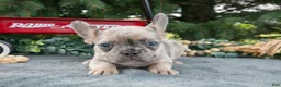 French Bulldog dogs for sale: Fracnes - Ad 3