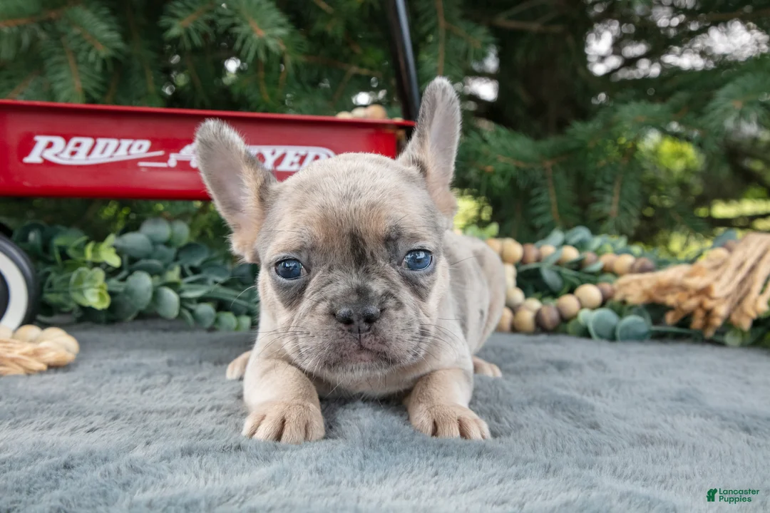 French Bulldog dogs for sale: Fracnes - Ad 3