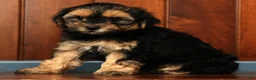 Yorkiepoo dogs for sale: Cola - Ad 7