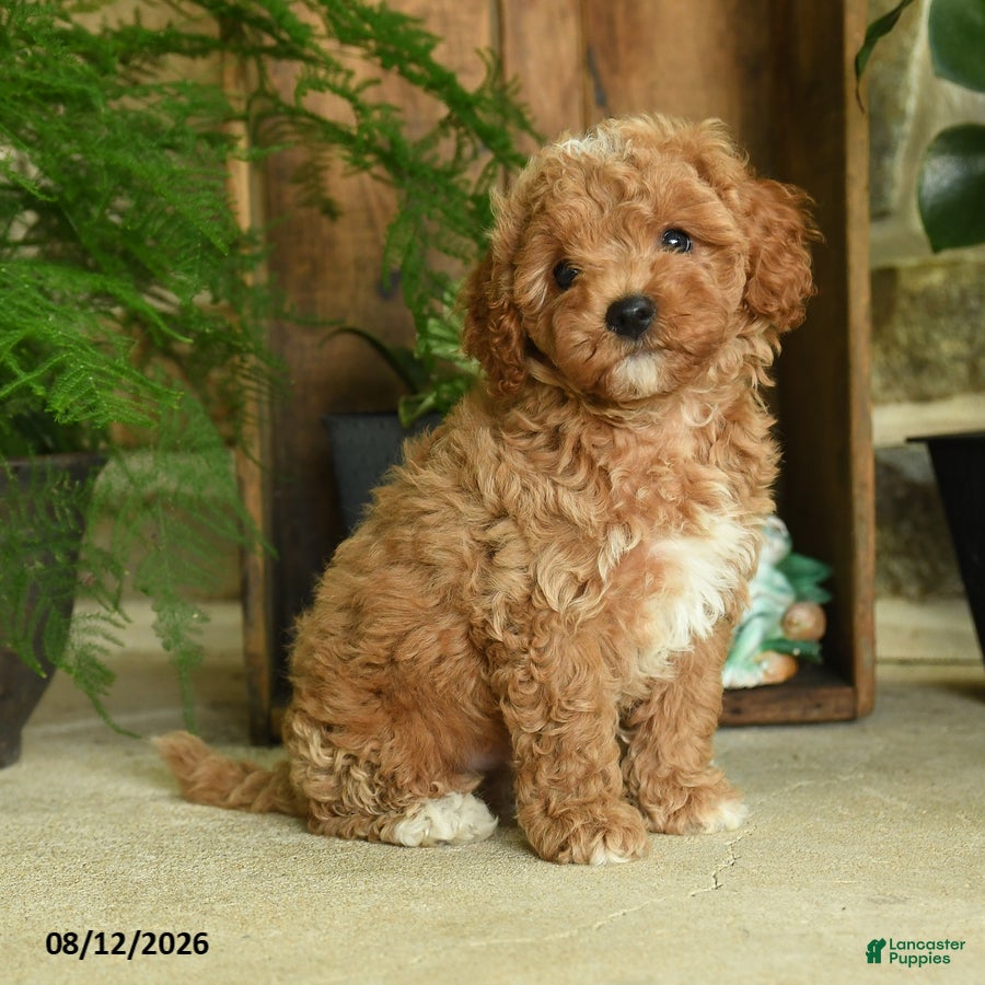 Cavapoo dogs Jasper - Ad 1