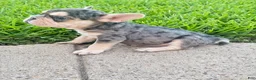 French Bulldog dogs for sale: French Bulldog 1 - Ad 3
