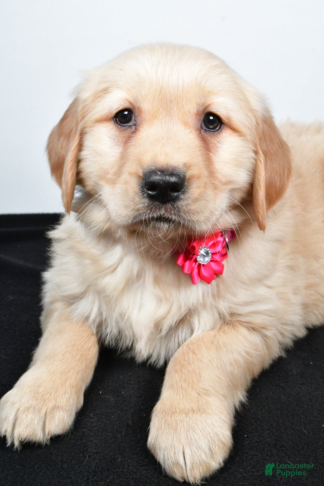 Golden Retriever dogs for sale: Jewel - Ad 2