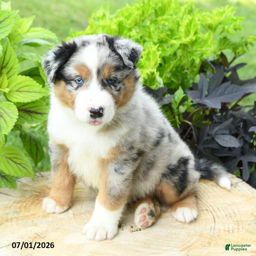 Australian Shepherd dogs Zion - Ad 1
