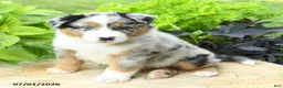 Australian Shepherd dogs for sale: Zion - Ad 1