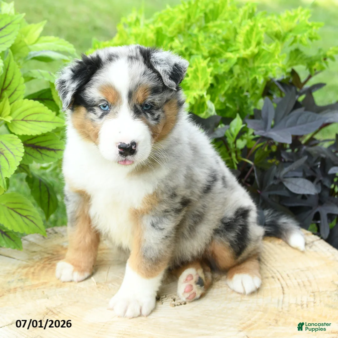Australian Shepherd dogs for sale: Zion - Ad 1