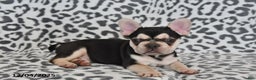 French Bulldog dogs for sale: Loni - Ad 9