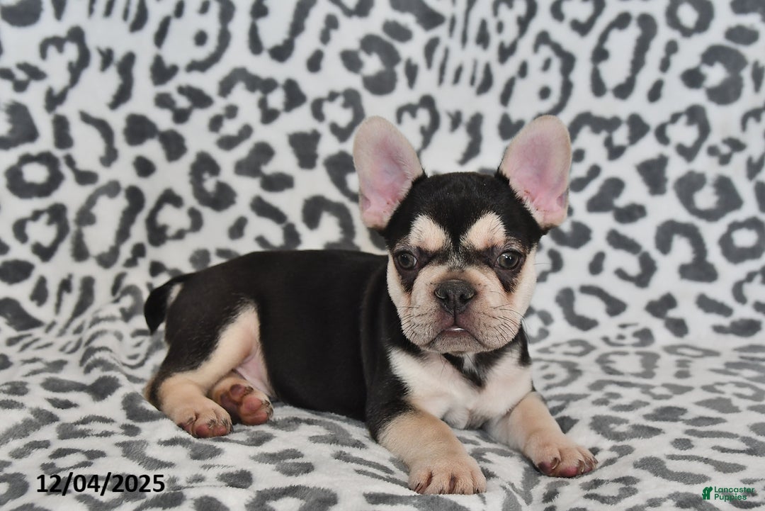 French Bulldog dogs for sale: Loni - Ad 9