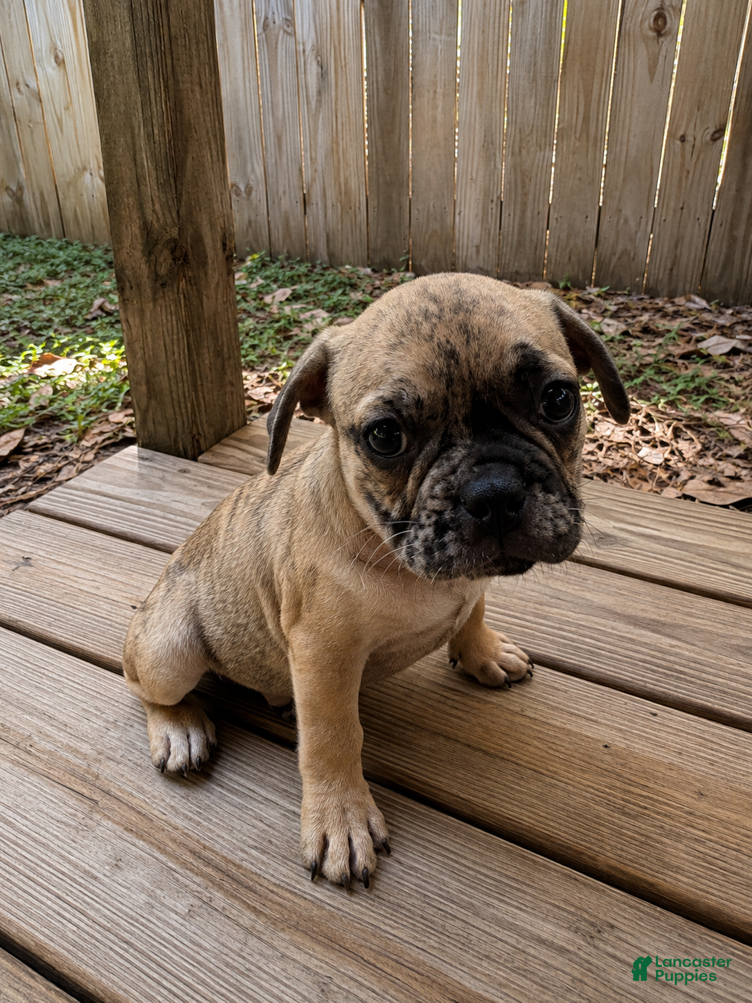 French Bulldog dogs Wave  - Ad 5