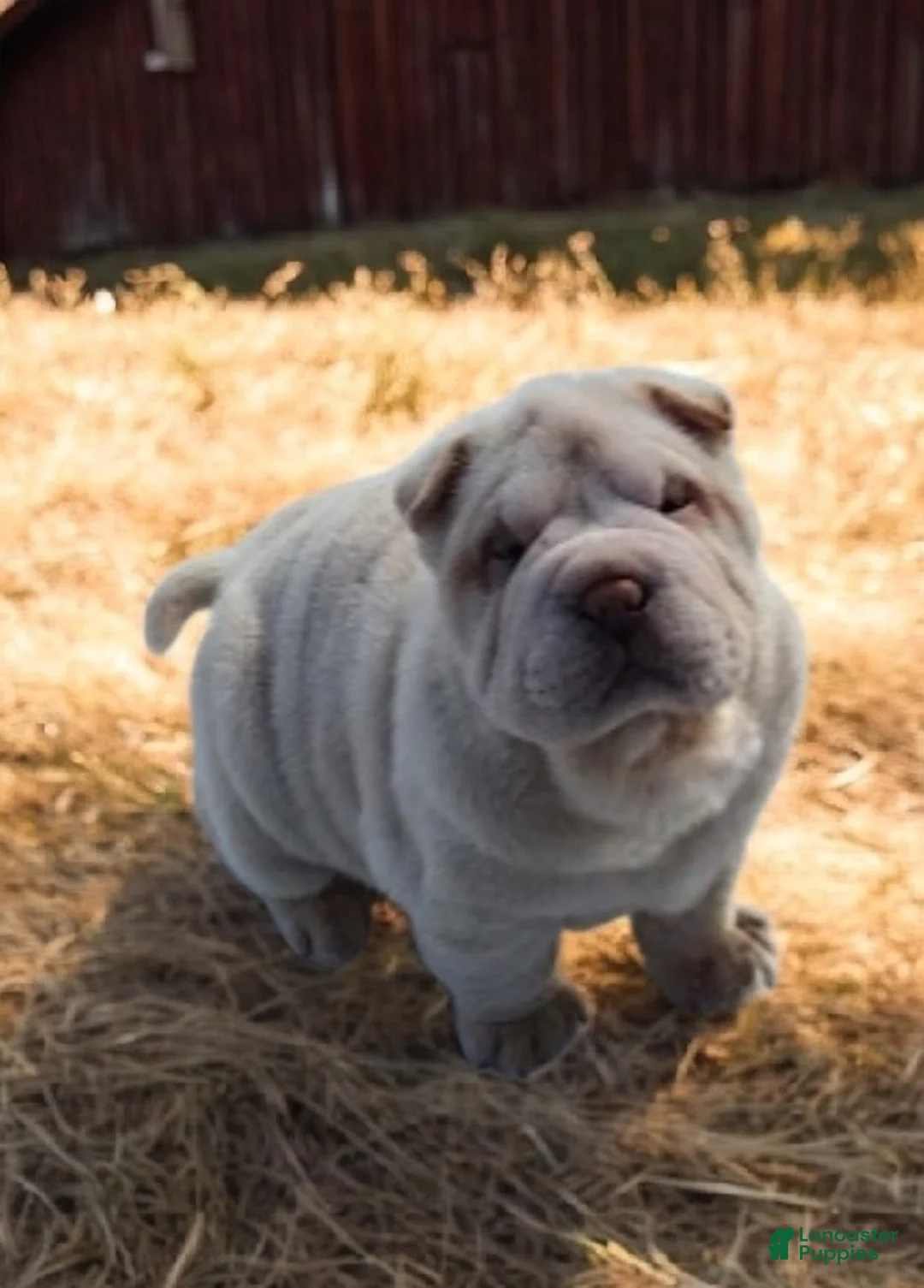 Shar Pei dogs for sale: Blizzard mini - Ad 13