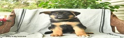 German Shepherd dogs for sale: Gizmo - Ad 3